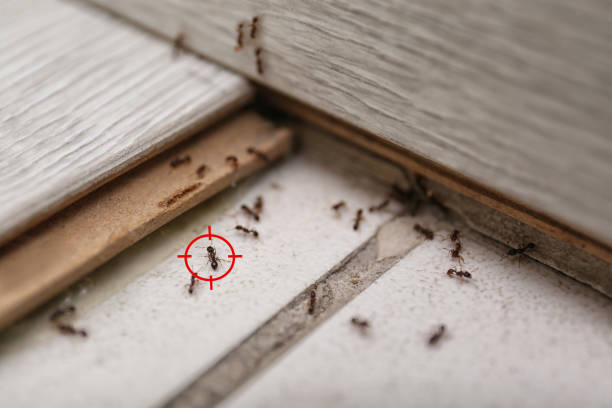 Best Affordable Pest Control Services  in Elyria, OH