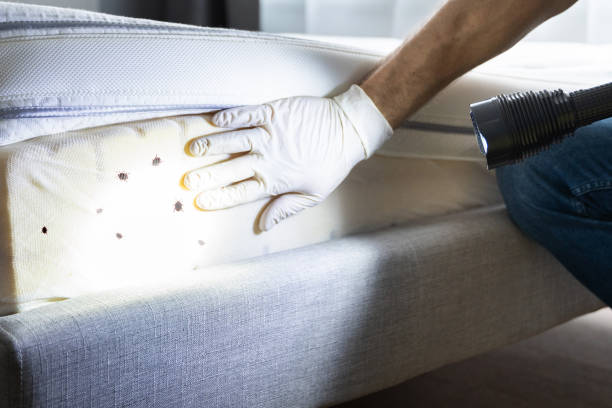 Best Local Pest Control Services  in Elyria, OH